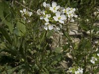 Diplotaxis erucoides 2, Saxifraga-Willem van Kruijsbergen