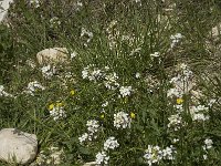 Diplotaxis erucoides 3, Saxifraga-Willem van Kruijsbergen