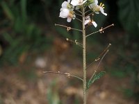 Diplotaxis erucoides 4, Saxifraga-Piet Zomerdijk