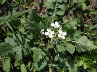 Diplotaxis erucoides 6, Saxifraga-Jasenka Topic