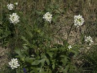 Diplotaxis erucoides 7, Saxifraga-Willem van Kruijsbergen