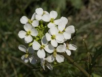 Diplotaxis erucoides 8, Saxifraga-Willem van Kruijsbergen