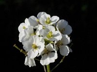 Diplotaxis erucoides 9, Saxifraga-Willem van Kruijsbergen