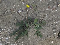 Diplotaxis muralis 5, Kleine zandkool, Saxifraga-Peter Meininger