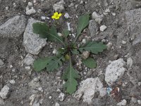 Diplotaxis muralis 6, Kleine zandkool, Saxifraga-Peter Meininger