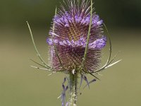 Dipsacus fullonum 39, Grote kaardenbol, Saxifraga-Jan Nijendijk