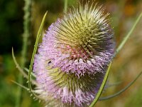 Dipsacus fullonum 43, Grote kaardenbol, Saxifraga-Sonja Bouwman