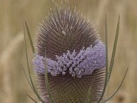 Dipsacus fullonum 44, Grote kaardenbol, Saxifraga-Willem van Kruijsbergen