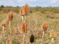 Dipsacus fullonum 45, Grote kaardenbol 2, Saxifraga-Tom Heijnen