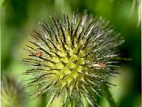 Dipsacus strigosus 2, Slanke kaardenbol, Saxifraga-Sonja Bouwman  1044. Slanke kaardenbol - Dipsacus strigosus - Caprifoliaceae familie (i)