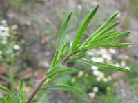 Dittrichia graveolens 10, Kamferalant, Saxifraga-Rutger Barendse