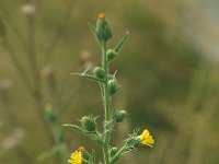 Dittrichia graveolens 16, Kamferalant, Saxifraga-Jan van der Straaten