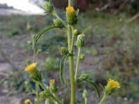 Dittrichia graveolens 8, Kamferalant, Saxifraga-Ed Stikvoort