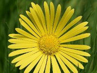 Doronicum pardalianches 25, Hartbladzonnebloem, Saxifraga-Sonja Bouwman  721. Hartbladzonnebloem - Doronicum pardalianches - Asteraceae familie (i) Sandwijck (De Bilt)