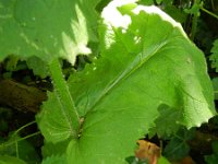 Doronicum pardalianches 10, Hartbladzonnebloem, Saxifraga-Rutger Barendse