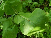 Doronicum pardalianches 11, Hartbladzonnebloem, Saxifraga-Rutger Barendse