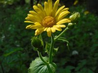 Doronicum pardalianches 14, Hartbladzonnebloem, Saxifraga-Ed Stikvoort