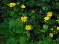 Doronicum pardalianches 15, Hartbladzonnebloem, Saxifraga-Ed Stikvoort