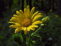 Doronicum pardalianches 16, Hartbladzonnebloem, Saxifraga-Ed Stikvoort