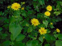 Doronicum pardalianches 17, Hartbladzonnebloem, Saxifraga-Ed Stikvoort