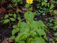 Doronicum pardalianches 19, Hartbladzonnebloem, Saxifraga-Ed Stikvoort