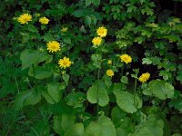 Doronicum pardalianches 20, Hartbladzonnebloem, Saxifraga-Ed Stikvoort