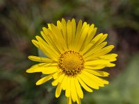 Great Leopard's Bane (Doronicum pardalianches); close-up of flower  Doronicum pardalianches : close-up, closeup, growth, macro, Doronicum pardalianches, flora, floral, flower, flower head, flowering, Great Leopard's Bane, in flower, no people, nobody, petal, petals, plant, spring, springtime, vascular, yellow