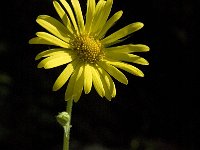 Doronicum pardalianches 3, Hartbladzonnebloem, Saxifraga-Jan van der Straaten