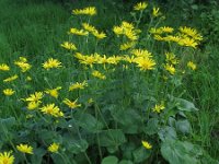 Doronicum pardalianches 5, Hartbladzonnebloem, Saxifraga-Rutger Barendse