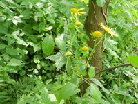 Doronicum pardalianches 6, Hartbladzonnebloem, Saxifraga-Rutger Barendse