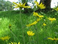 Doronicum pardalianches 8, Hartbladzonnebloem, Saxifraga-Rutger Barendse