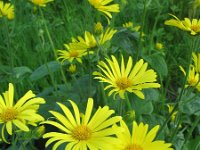 Doronicum pardalianches 9, Hartbladzonnebloem, Saxifraga-Rutger Barendse