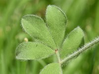 Dorycnium hirsutum 29, Saxifraga-Sonja Bouwman  Canary clover - Dorycnium hirsutum - Fabaceae familie