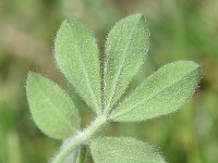 Dorycnium hirsutum 31, Saxifraga-Sonja Bouwman  Canary clover - Dorycnium hirsutum - Fabaceae familie