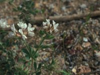 Dorycnium hirsutum 32, Saxifraga-Jan van der Straaten