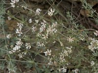 Dorycnium pentaphyllum 9, Saxifraga-Willem van Kruijsbergen