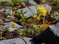 Draba aizoides 47, Saxifraga-Ed Stikvoort