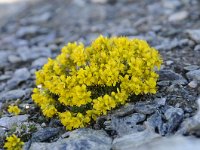 Draba aizoides ssp aizoides 50, Saxifraga-Luuk Vermeer