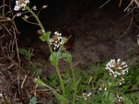 Draba muralis 16, Wit hongerbloempje, Saxifraga-Ed Stikvoort