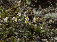 Draba verna 2, Vroegeling, Saxifraga-Willem van Kruijsbergen