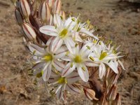 Drimia maritima 21, Saxifraga-Ed Stikvoort