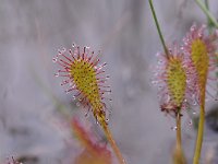 Drosera anglica 43, Lange zonnedauw, Saxifraga-Luuk Vermeer