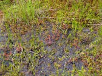 Drosera anglica 48, Lange zonnedauw, Saxifraga-Hans Grotenhuis