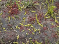 Drosera intermedia 103, Kleine zonnedauw, Saxifraga-Willem van Kruijsbergen