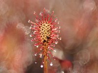 Drosera intermedia 106, Kleine zonnedauw, Saxifraga-Tom Heijnen