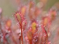 Drosera intermedia 110, Kleine zonnedauw, Saxifraga-Tom Heijnen