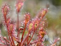 Drosera intermedia 113, Kleine zonnedauw, Saxifraga-Tom Heijnen