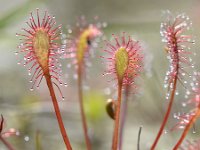 Drosera intermedia 114, Kleine zonnedauw, Saxifraga-Tom Heijnen