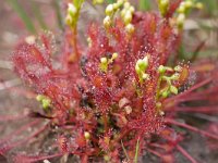 Drosera intermedia 117, Kleine zonnedauw, Saxifraga-Tom Heijnen