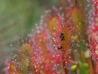 Drosera intermedia 96, Kleine zonnedauw, Saxifraga-Hans Dekker